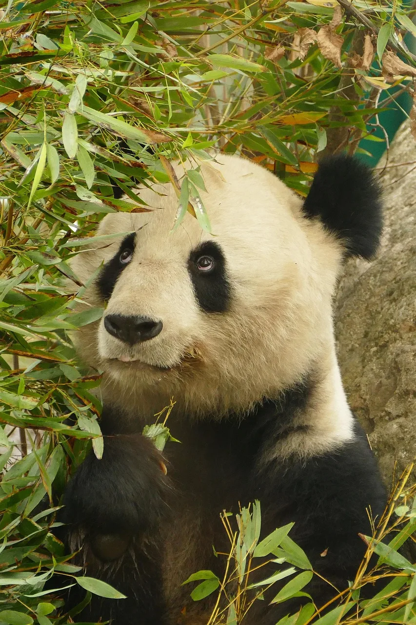 Panda ayı portresi - sevimli hayvan