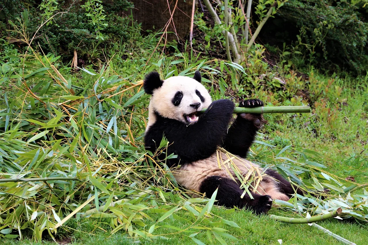 Panda bambu gölgesinde mutlu anı - zoo fotoğrafı