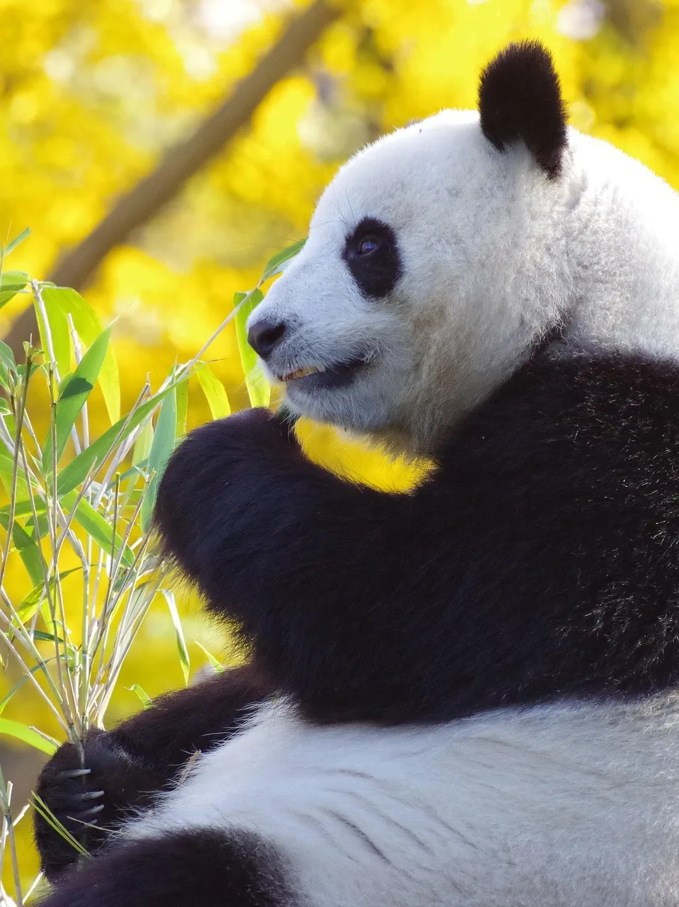 Panda bambu ormanında oturur - nadir memeli