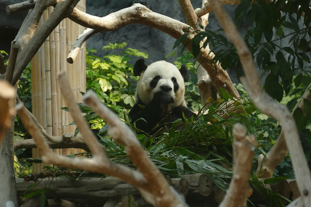 Panda başı çizim detaylı bambu ortamı