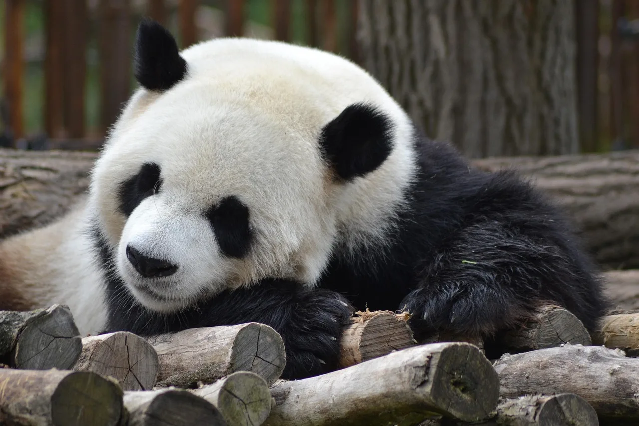 Panda beyaz siyah kürk detaylı fotoğraf