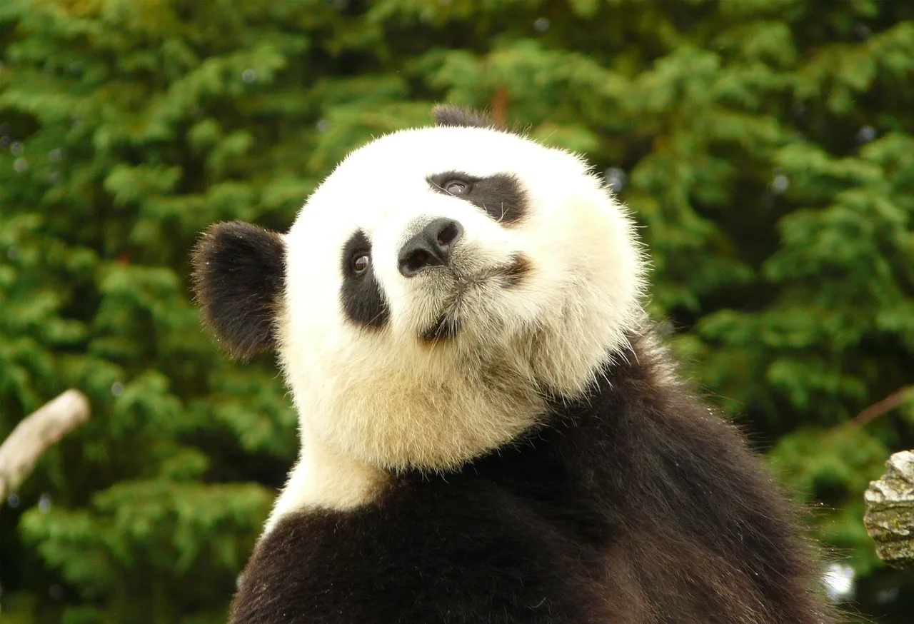 Panda hayvanı doğal ortamda - sevimli vahşi yaşam