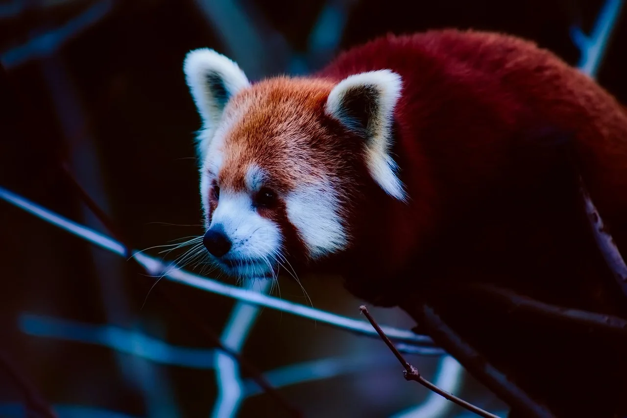 Panda kırmızı gölgeli doğal hayvan fotoğrafı