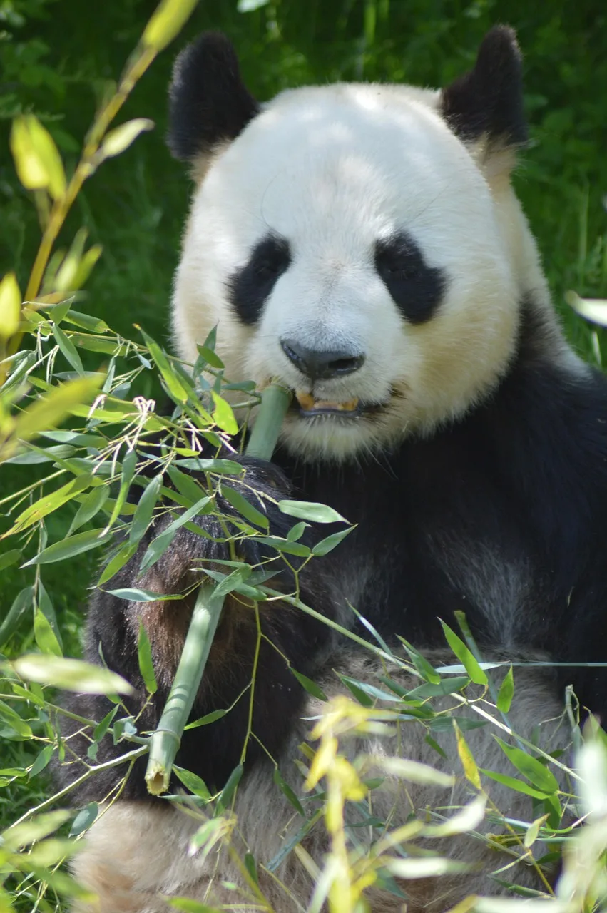 Panda orman içinde sakin anları - doğa fotoğrafı