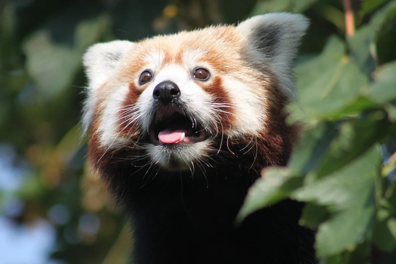 Panda yavrusu ağaçta otururken - sevimli doğa