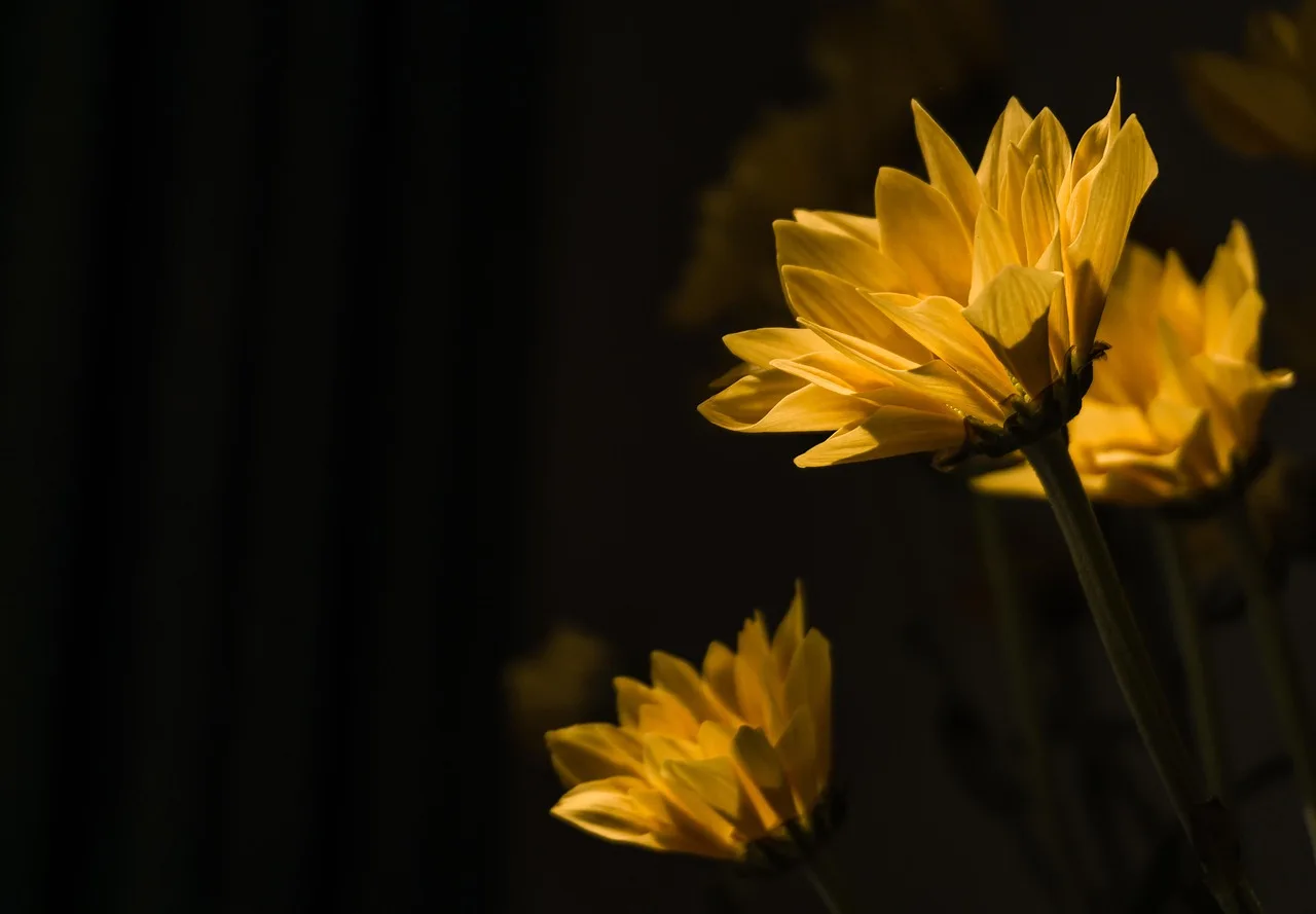Papatya ve gerbera çiçek makro fotoğrafı