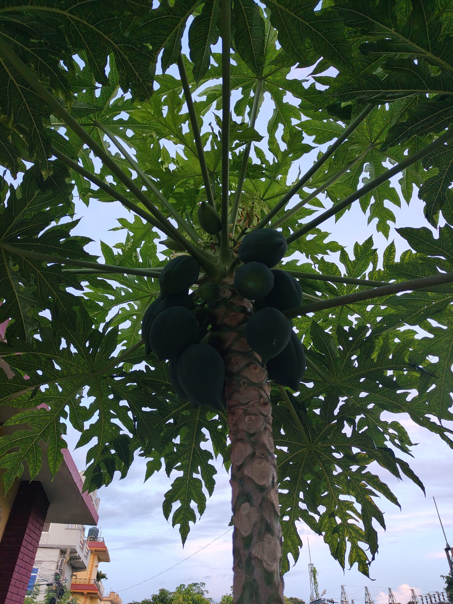 Papaya Ağacının Gölgesinde: Gövdeden Sarkan Yeşil Meyveler ve Büyük Yapraklar