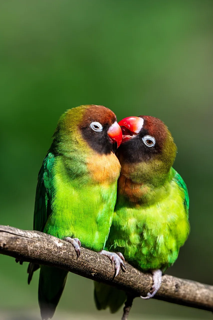 Parakeet sürüsü doğada renkli tüyleriyle