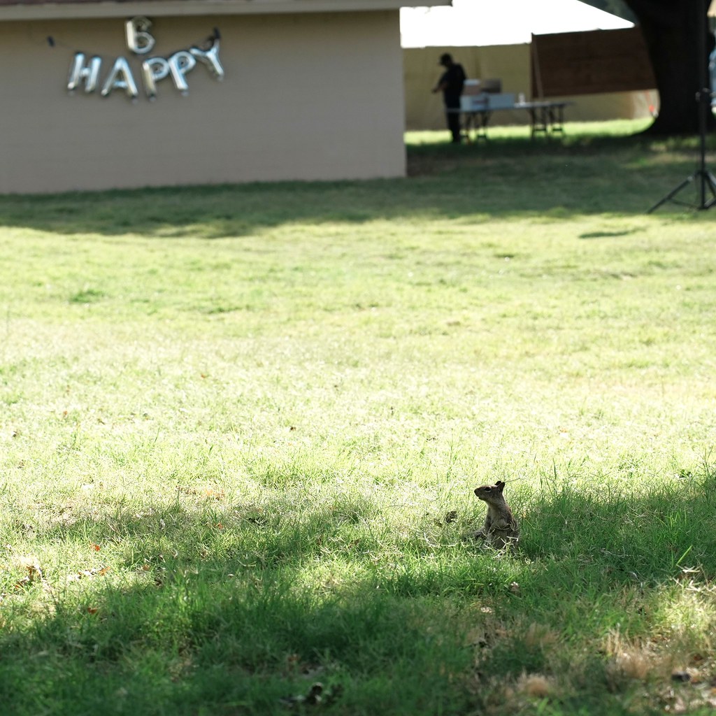 Parkta Be Happy Balonlarıyla Süslenmiş Duvar Önünde Çimlerde Oturan Sincap