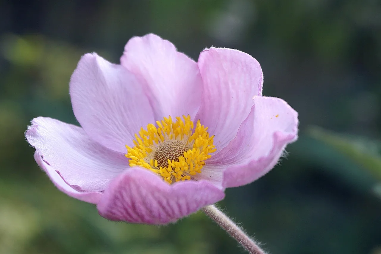 Pembe anemonlu çiçek yakın plan - bahar bahçesi