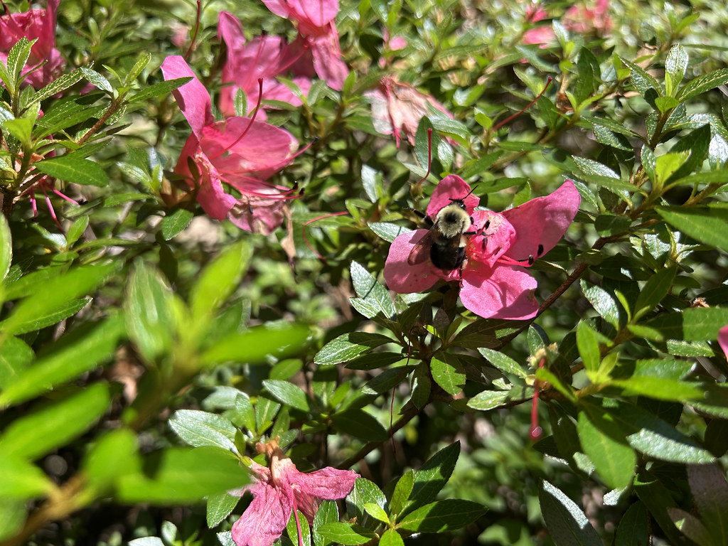 Pembe Azalea Çiçeklerinde Gezinen Arı ile Bahar Bahçesinin Canlılığı