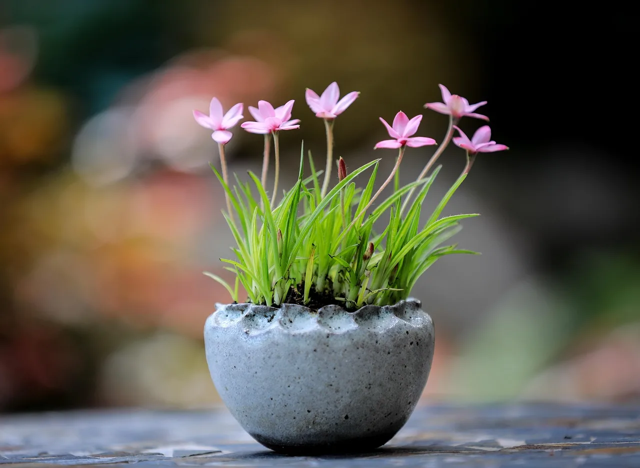 Pembe çiçek baharı doğa bokeh bonsai