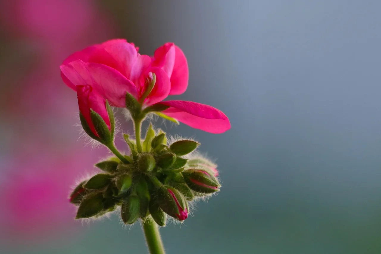 Pembe çiçek buketi balkonda doğa teması