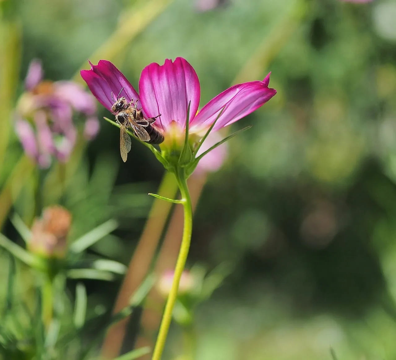 Pembe çiçek üzerinde bal arısı - yakın plan makro