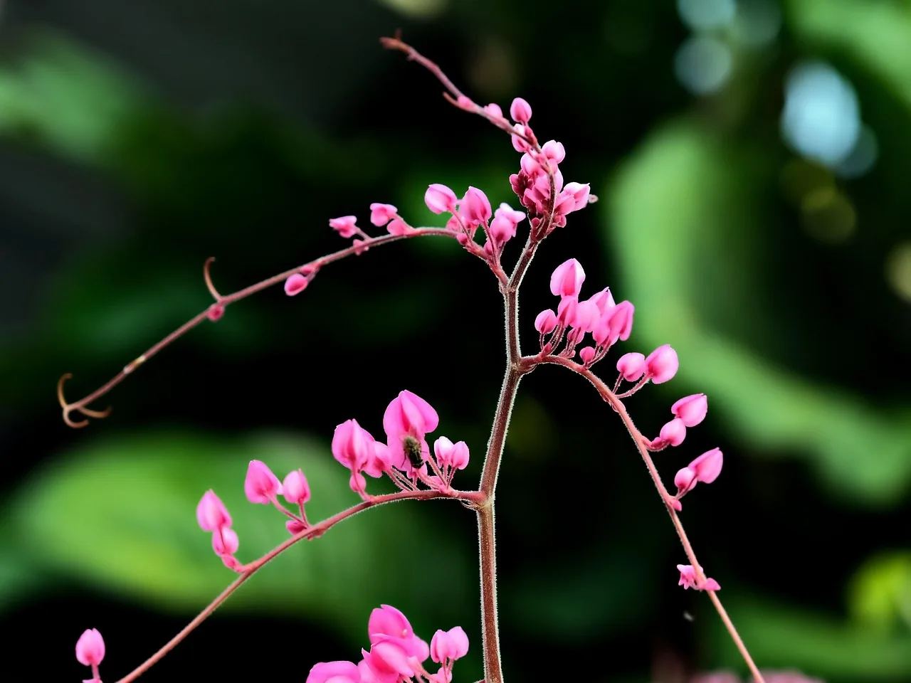 Pembe çiçekli mercan sarmaşığı dalda - doğa fotoğrafı