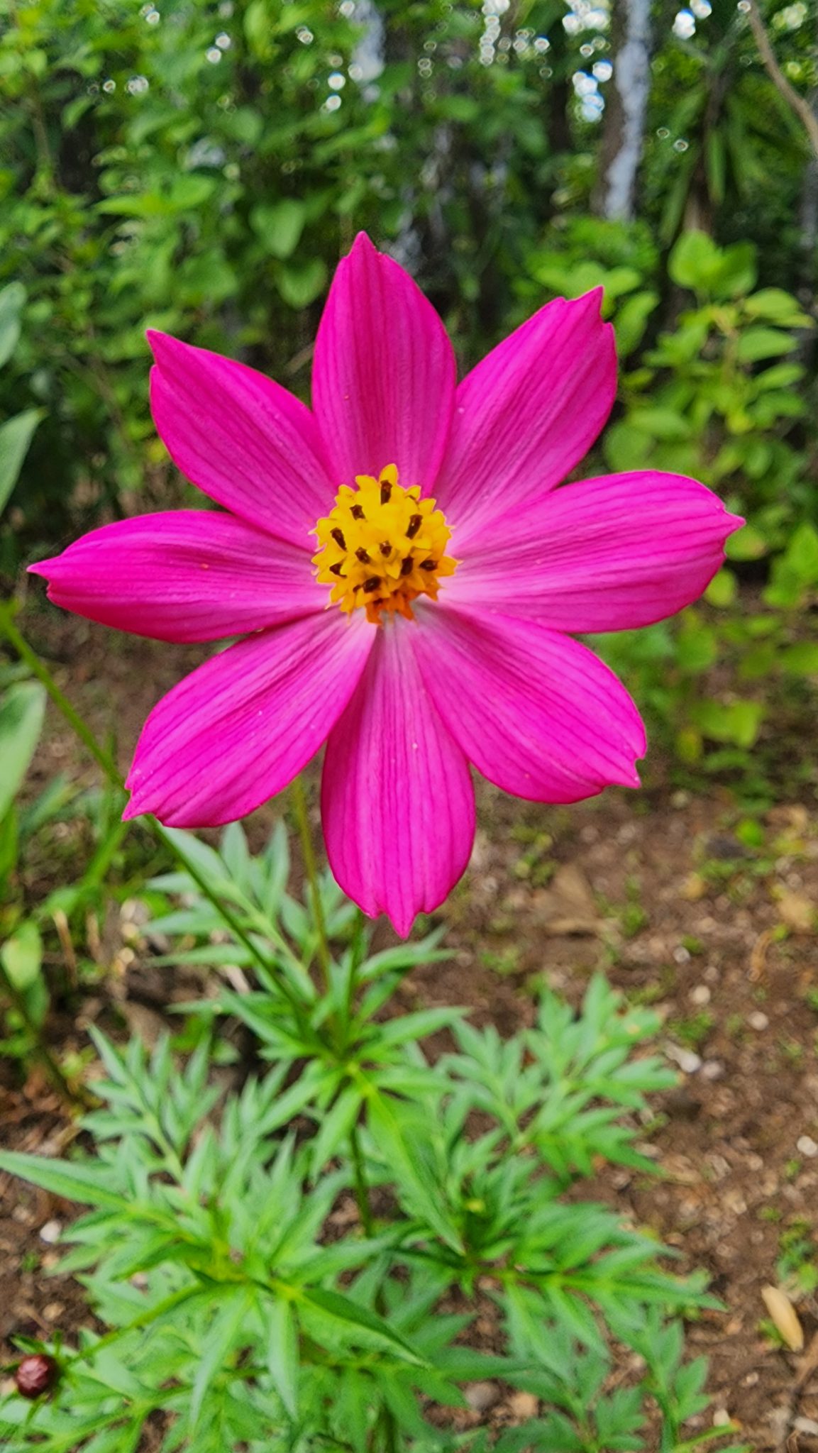 Pembe Cosmos Çiçeğinin Doğal Ortamdaki Eşsiz ve Canlı Renkleri