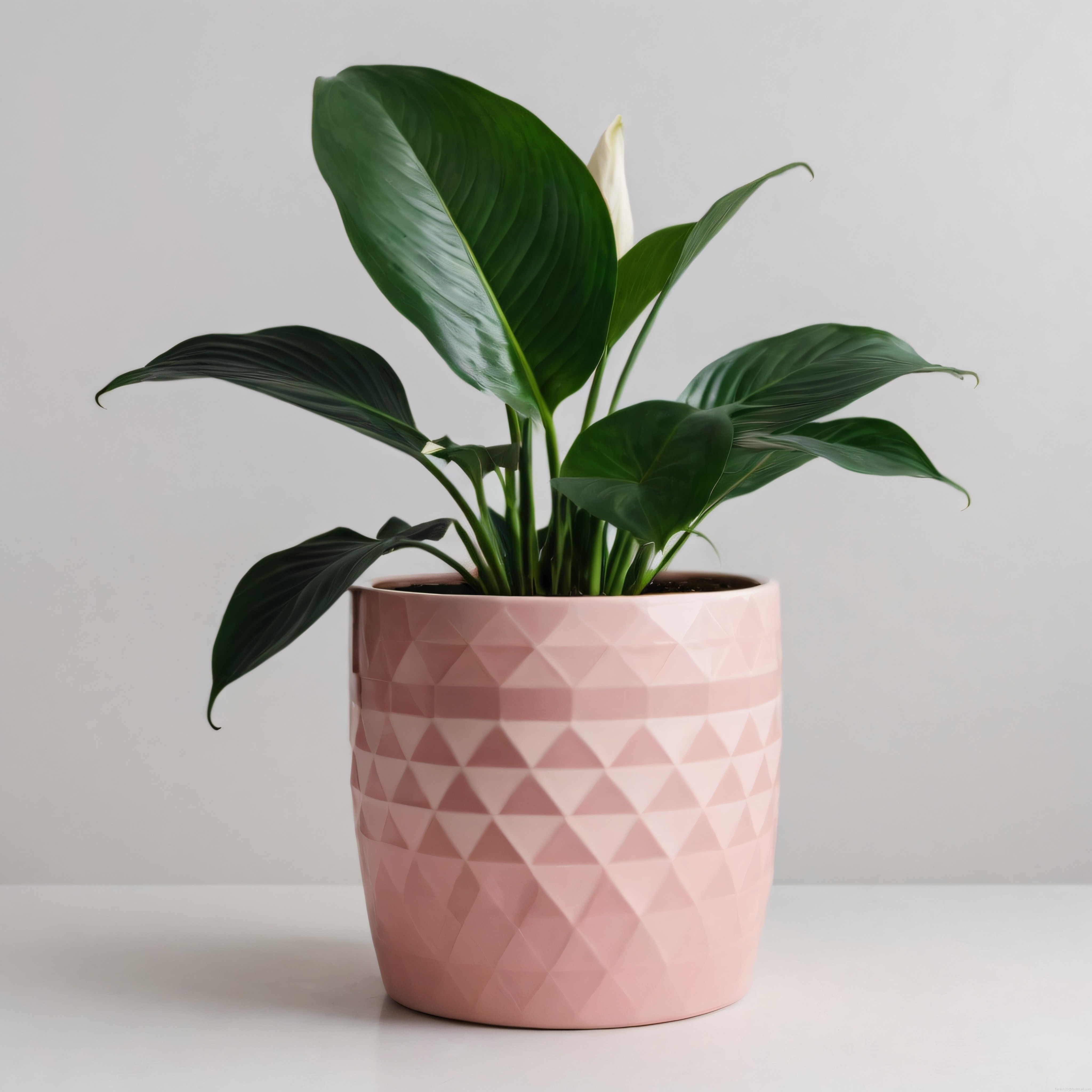 Pembe Desenli Saksıda Barış Çiçeği ile Modern Ev Dekorasyonu Fikri