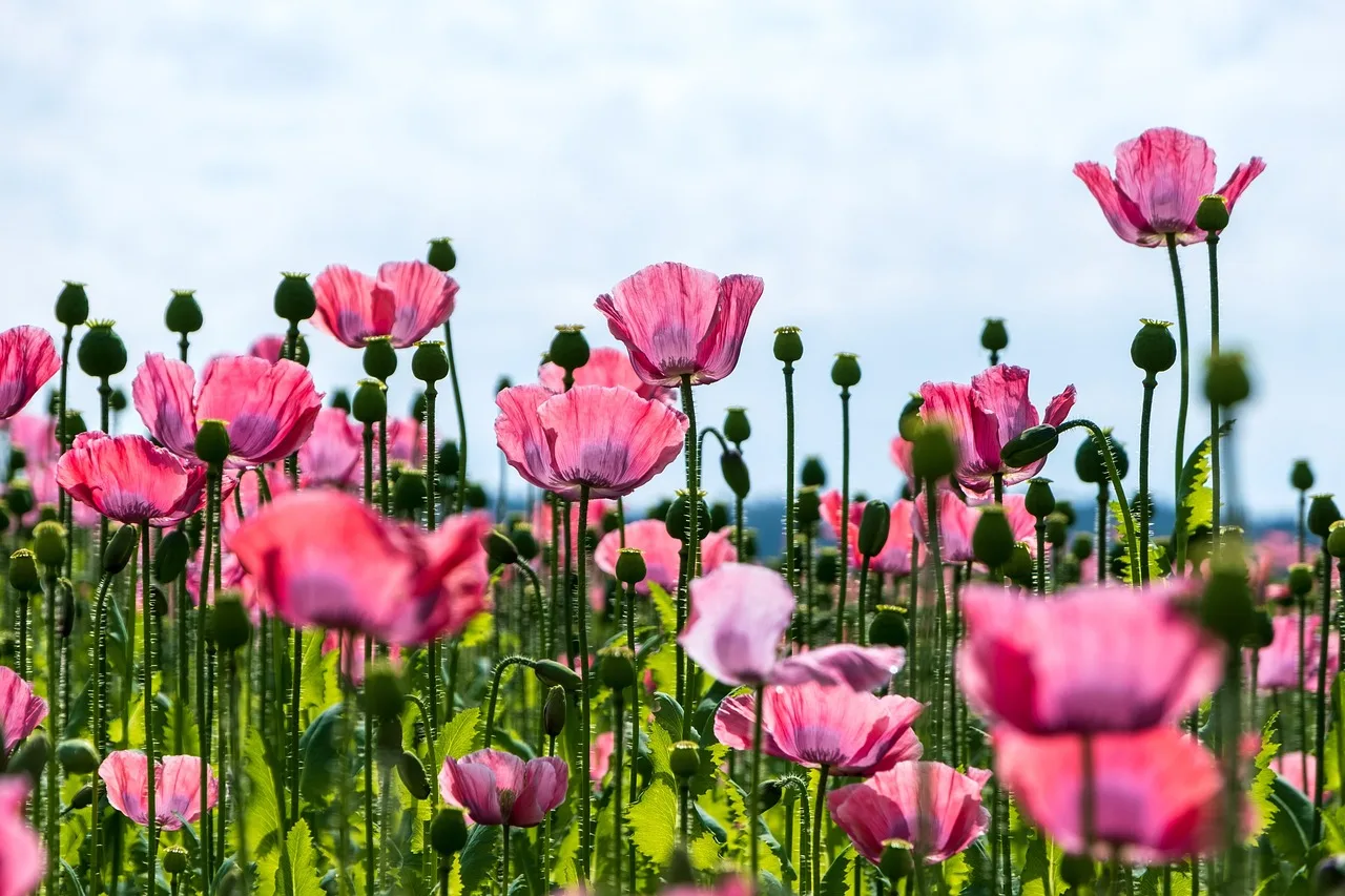 Pembe gelincik çiçekleri – canlı bahar tarlası