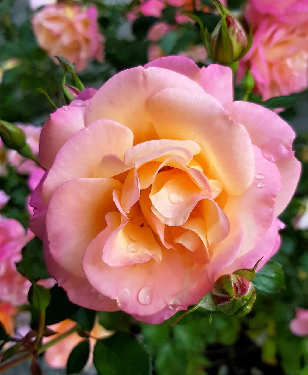 Pembe gül açmış bahçe manzarası - doğa fotoğrafı