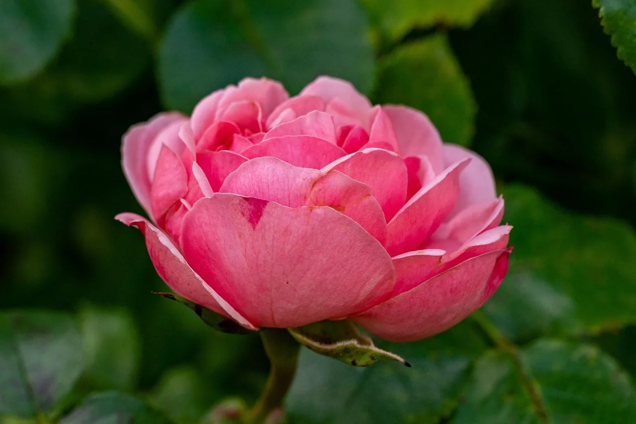 Pembe gül çiçeği bahçede - doğa fotoğrafı