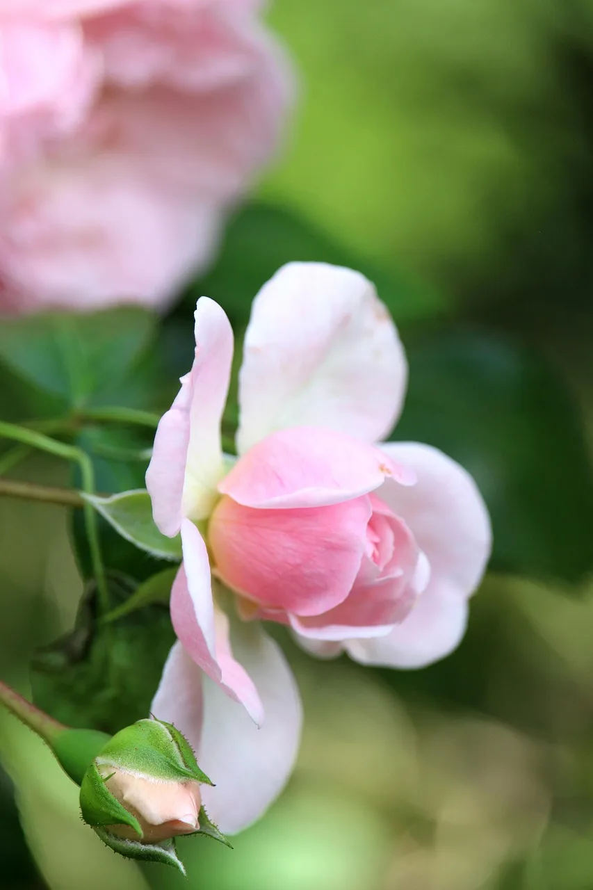 Pembe gül çiçeği yakın plan - bahçe fotoğrafı