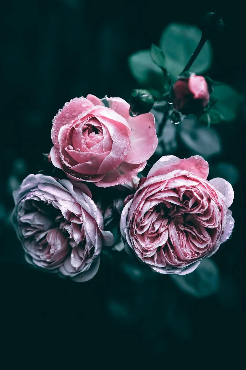 Pembe gül çiçeği yakın plan fotoğrafı - doğal detay
