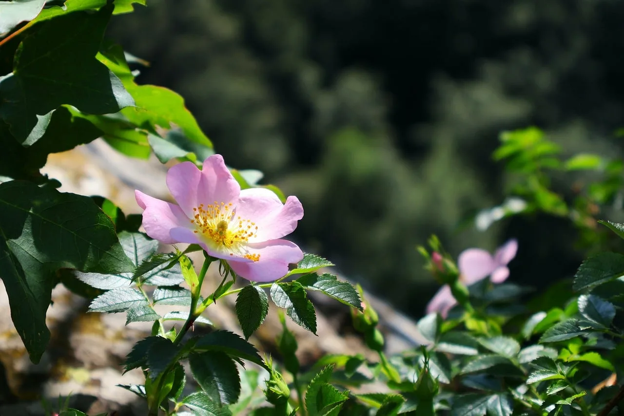 Pembe gül makro fotoğrafı - doğal çiçek detayı