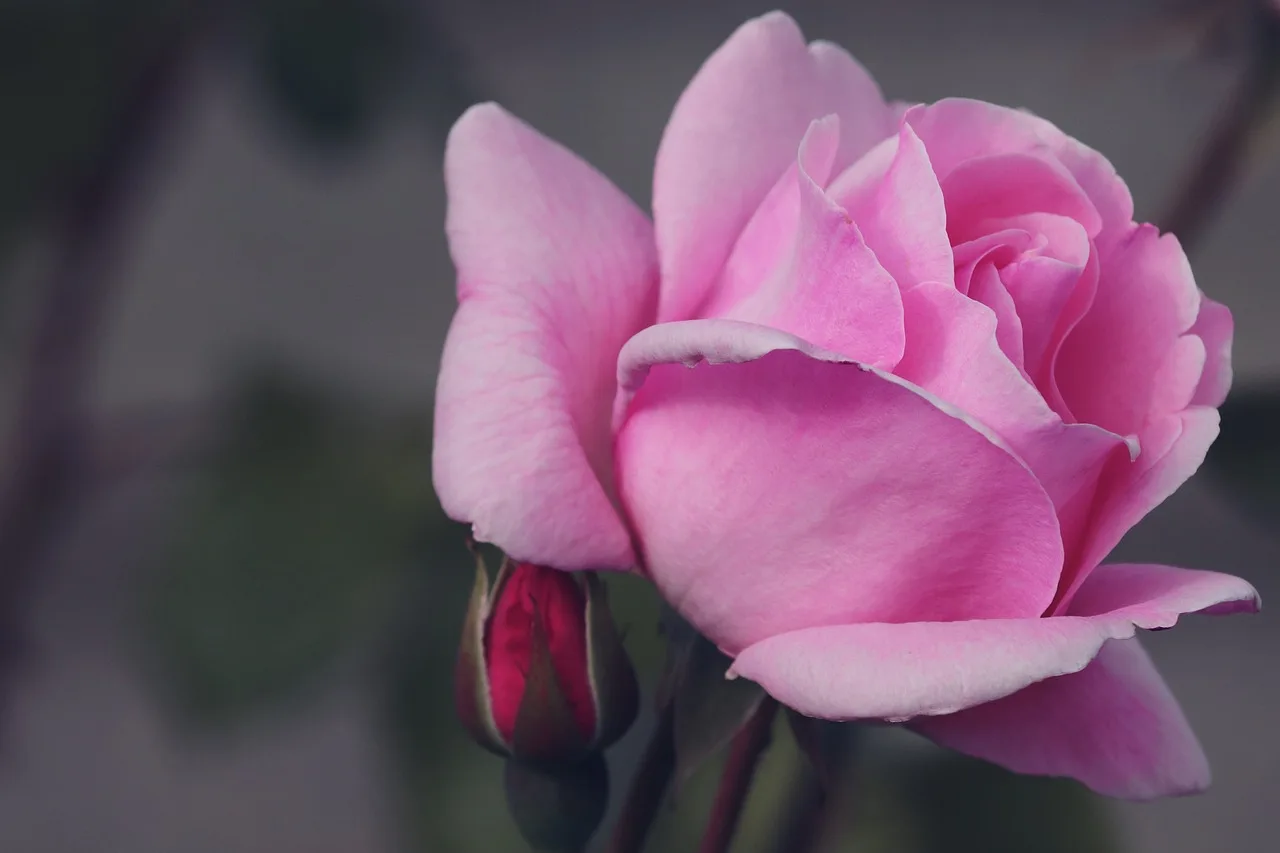 Pembe gül tomurcuğu yakın çekim - çiçek fotoğrafı