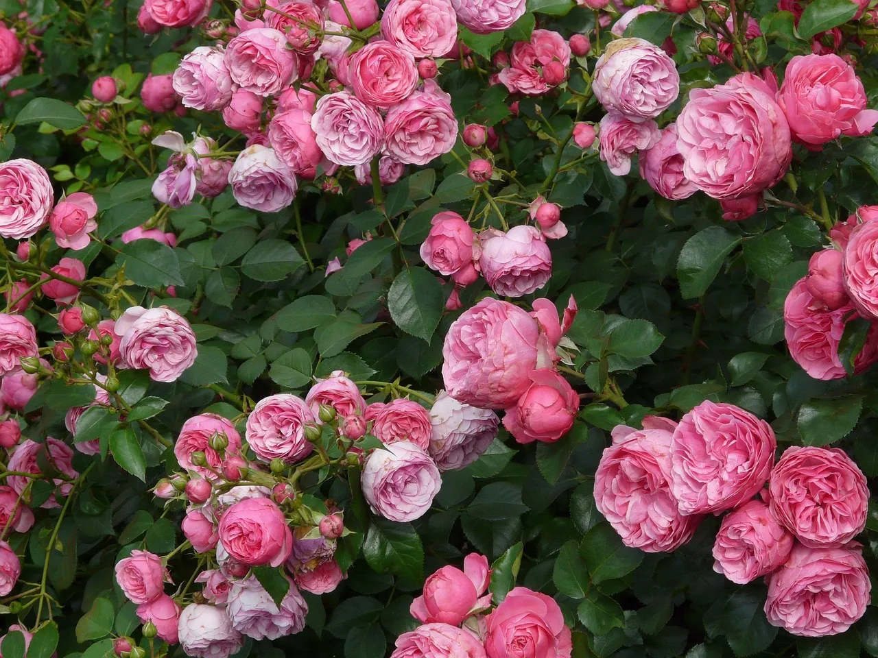 Pembe gül yaprakları renkli çalı gül fotoğrafı