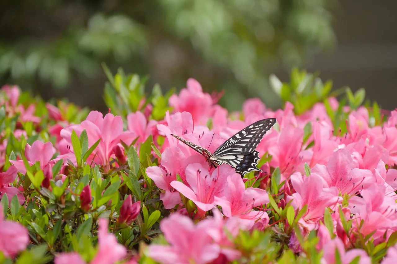 Pembe kelebek çiçek üzerindeki detaylı fotoğraf