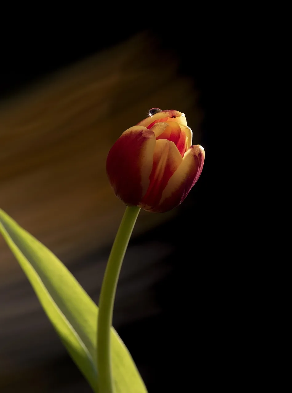 Pembe lale çiçeği bahar doğa fotoğrafı