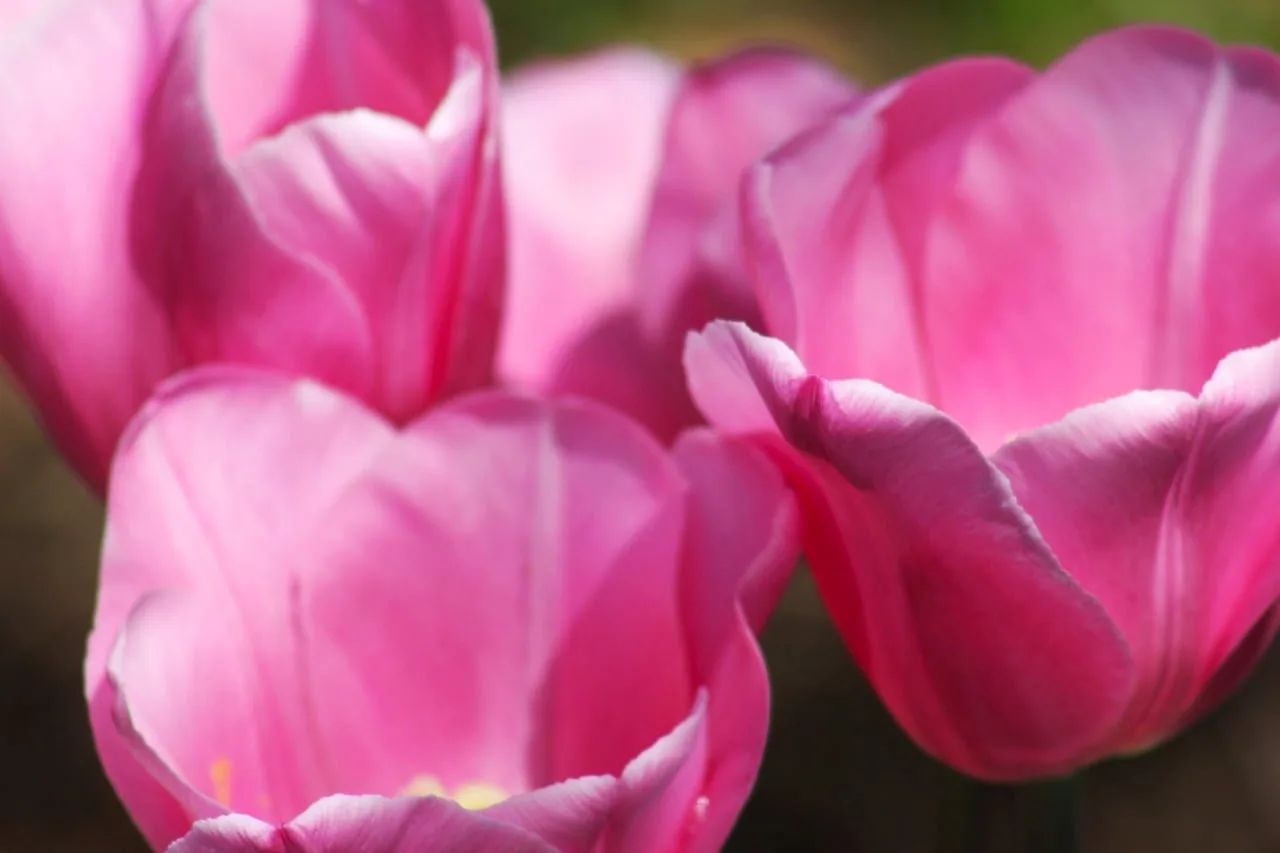 Pembe lale çiçeği doğa fotoğrafı