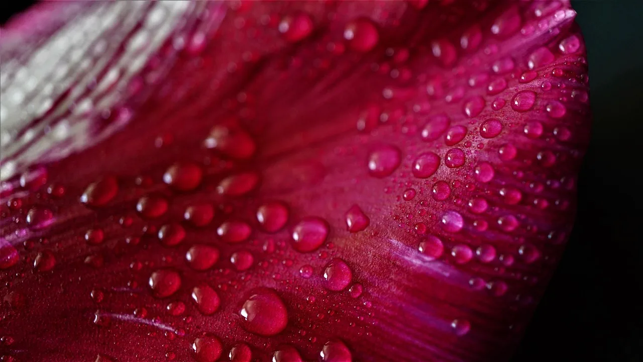 Pembe lale çiçeği makro fotoğrafı - yağmur damlası