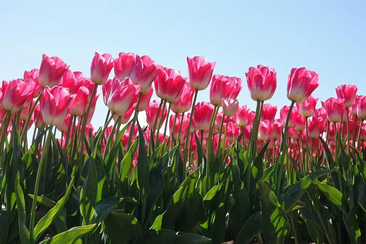 Pembe lale tarlası - Hollanda doğa manzarası