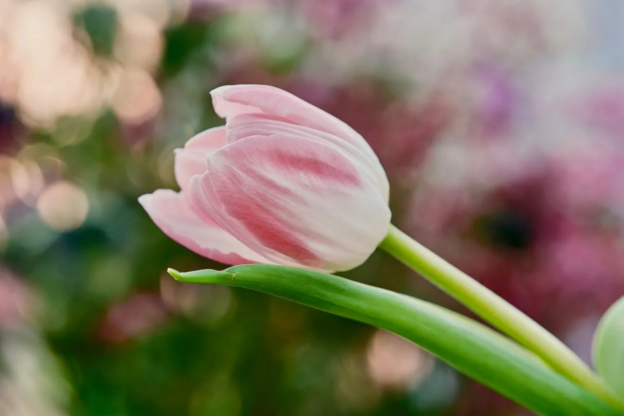 Pembe lale yan profilden bokeh fotoğrafı