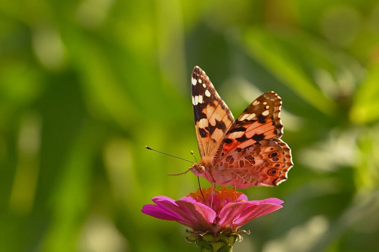 Pembe painted lady kelebek - bahçe makro fotoğrafı