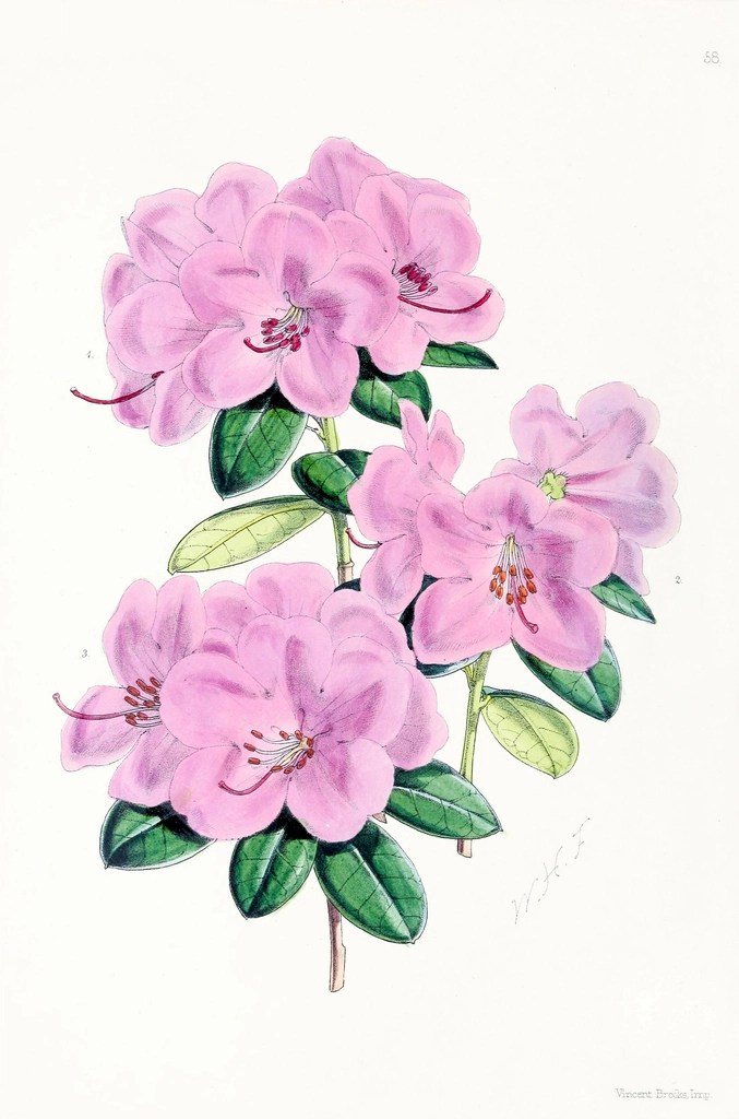 pembe rododendron çiçeklerinin vintage botanik suluboya illüstrasyon tablosu