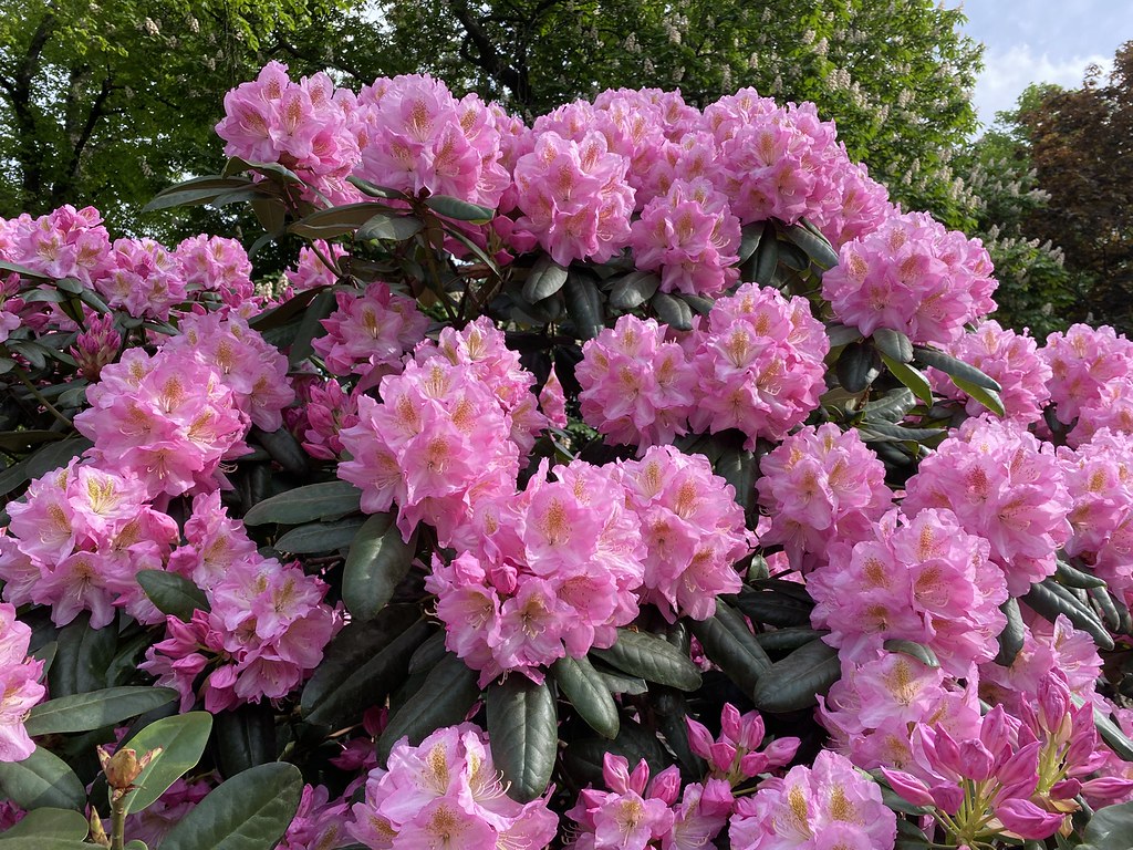 Pembe Rododendronların Güneşli Bahçede Açtığı Eşsiz Bahar Manzarası