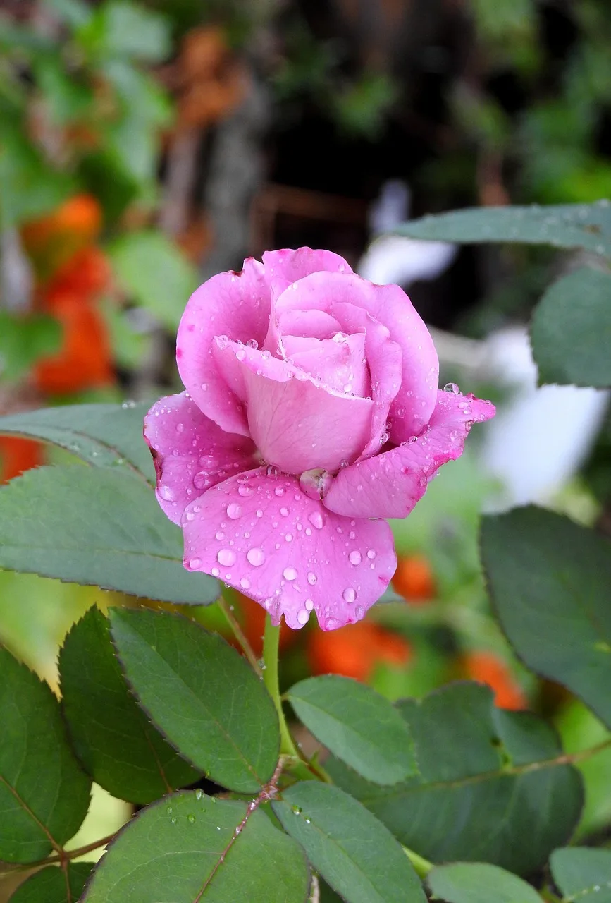 Pembe ve mor damlacıklı yaz doğa fotoğrafı
