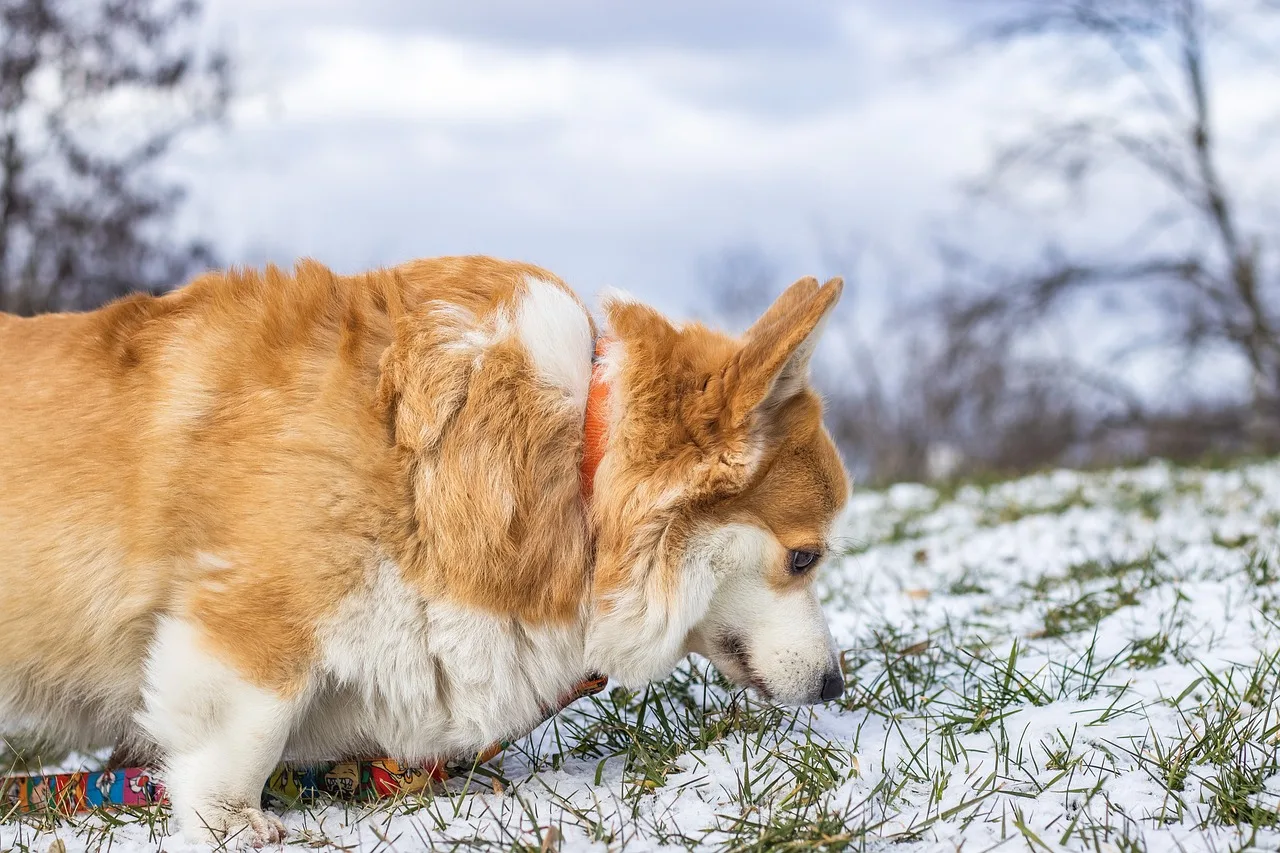 Pembroke Welsh Corgi kış manzarasında neşeli oyun anı