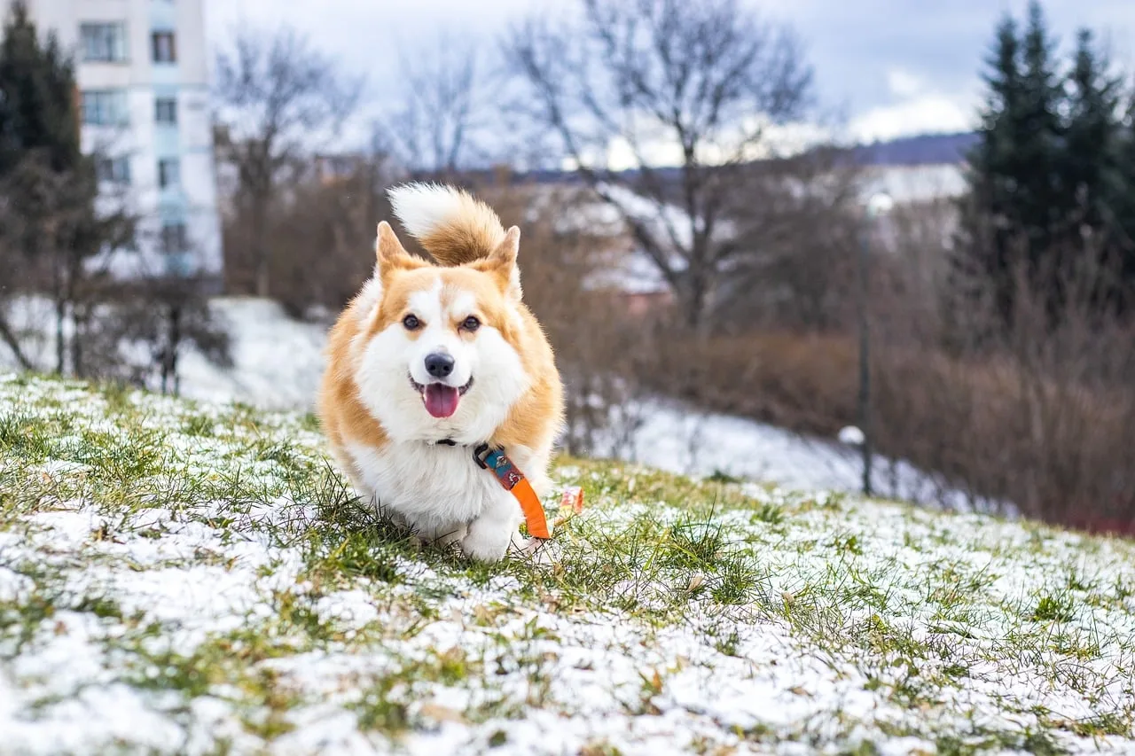 Pembroke Welsh Corgi kış yürüyüşü - karlı şehir parkı