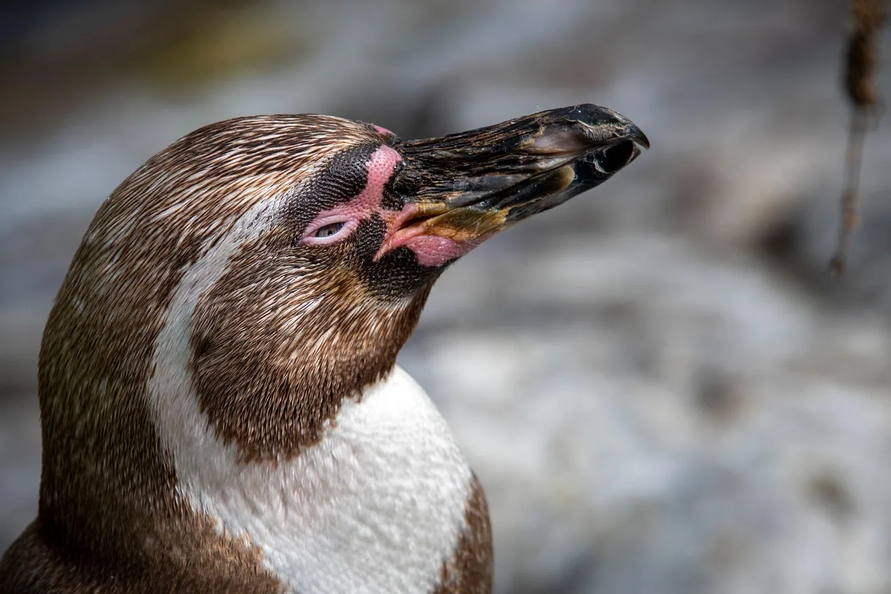 Penguen başı yakın çekim - tüyleri ve gagası