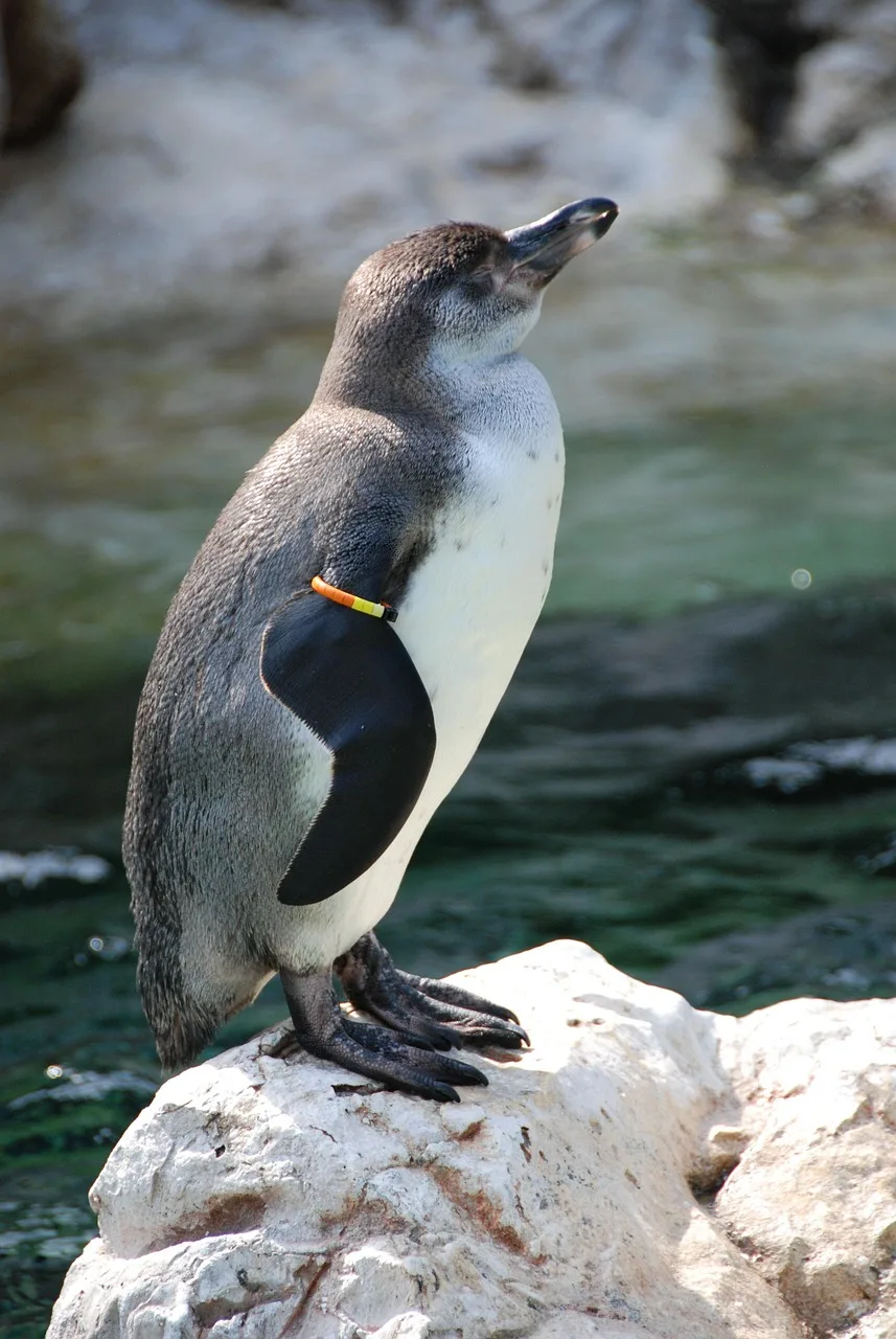 Penguen dalış anı - su altı keşif fotoğrafı