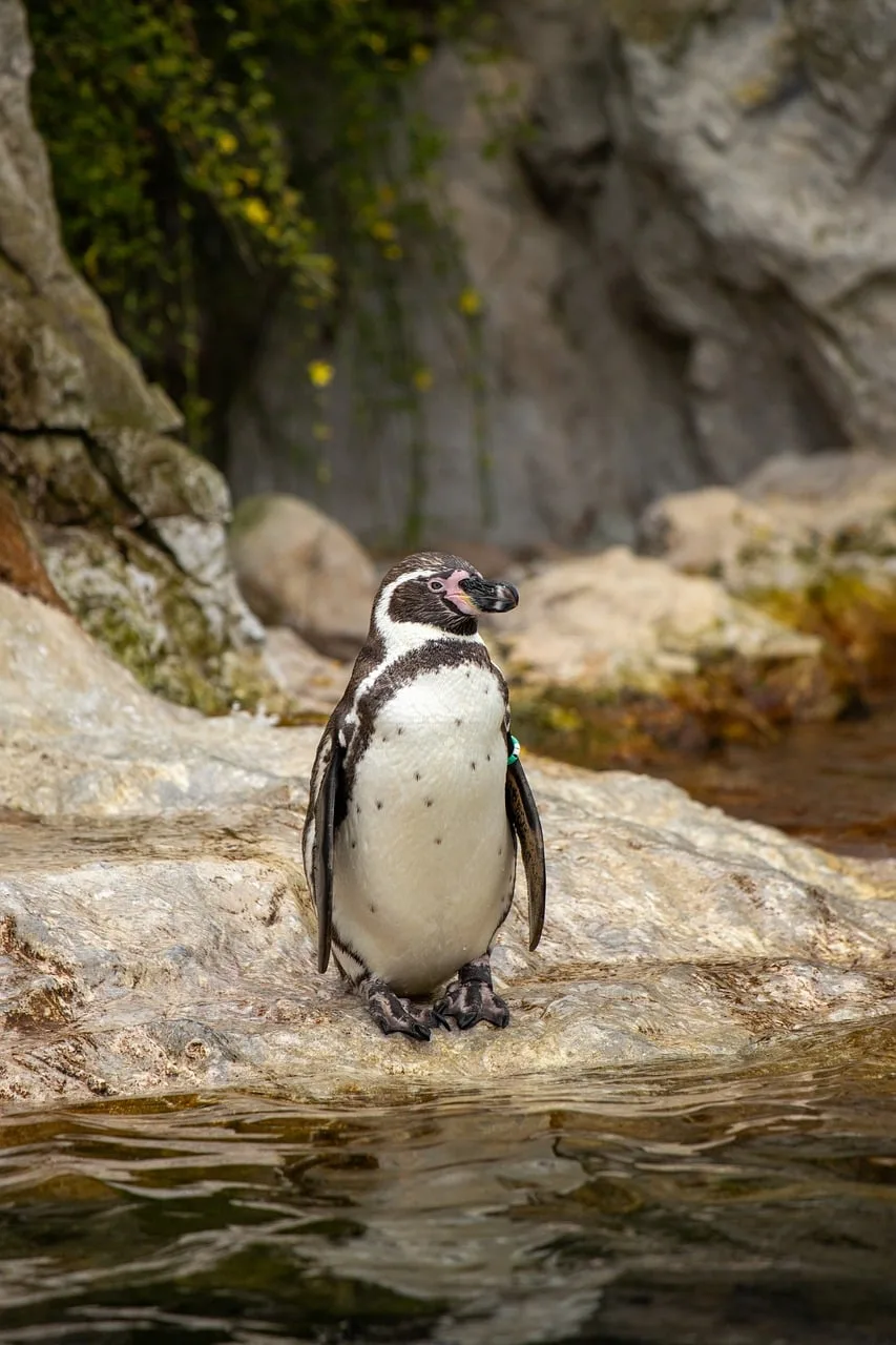 Penguen doğal habitatta duruyor - karlı park