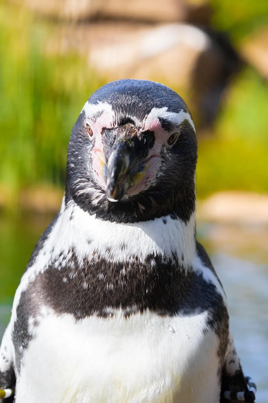 Penguen doğal yaşamı - soğuk habitat fotoğrafı
