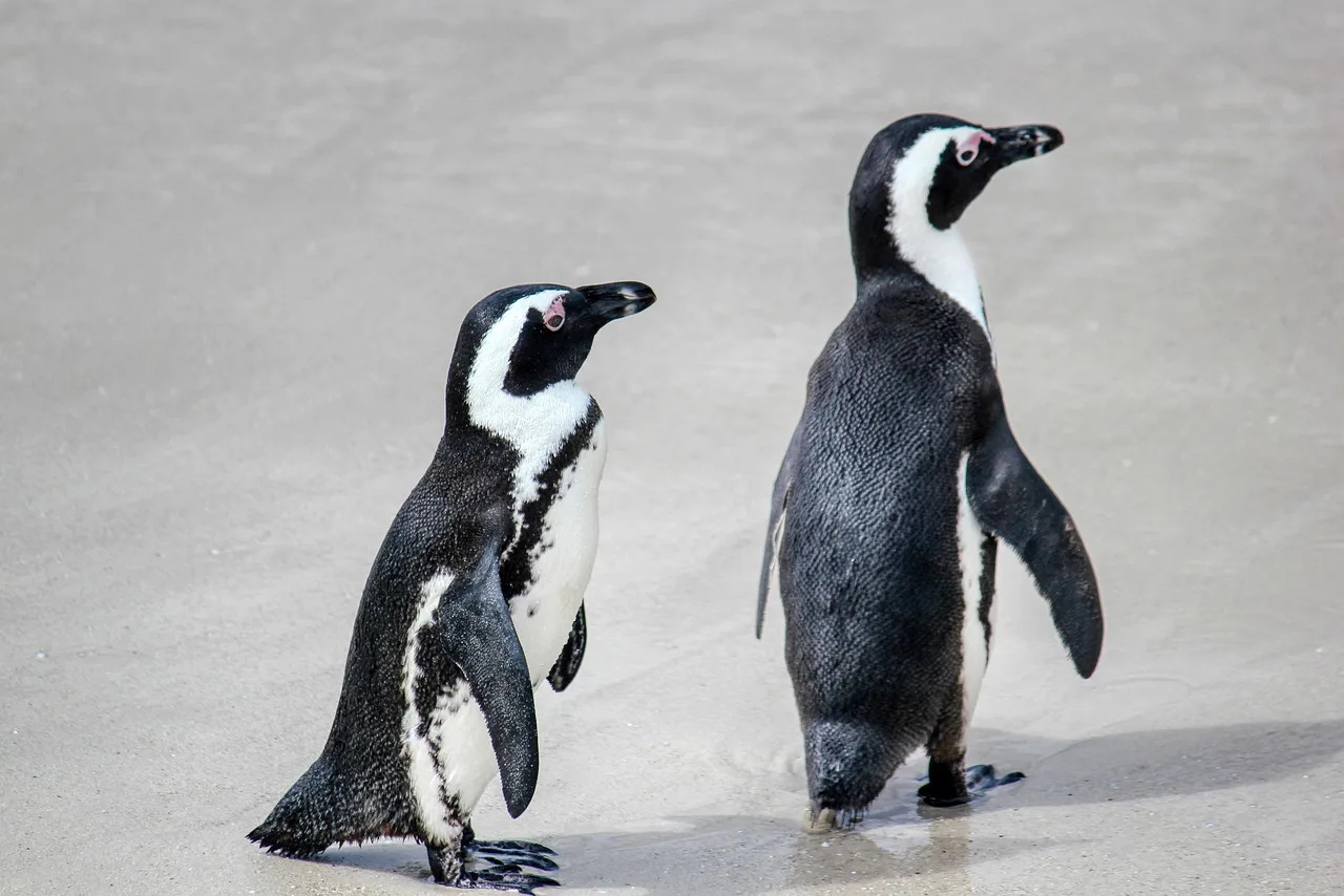 Penguen grup fotoğrafı - Afrika su kuşları Penguen grup fotoğrafı - Afrika su kuşları