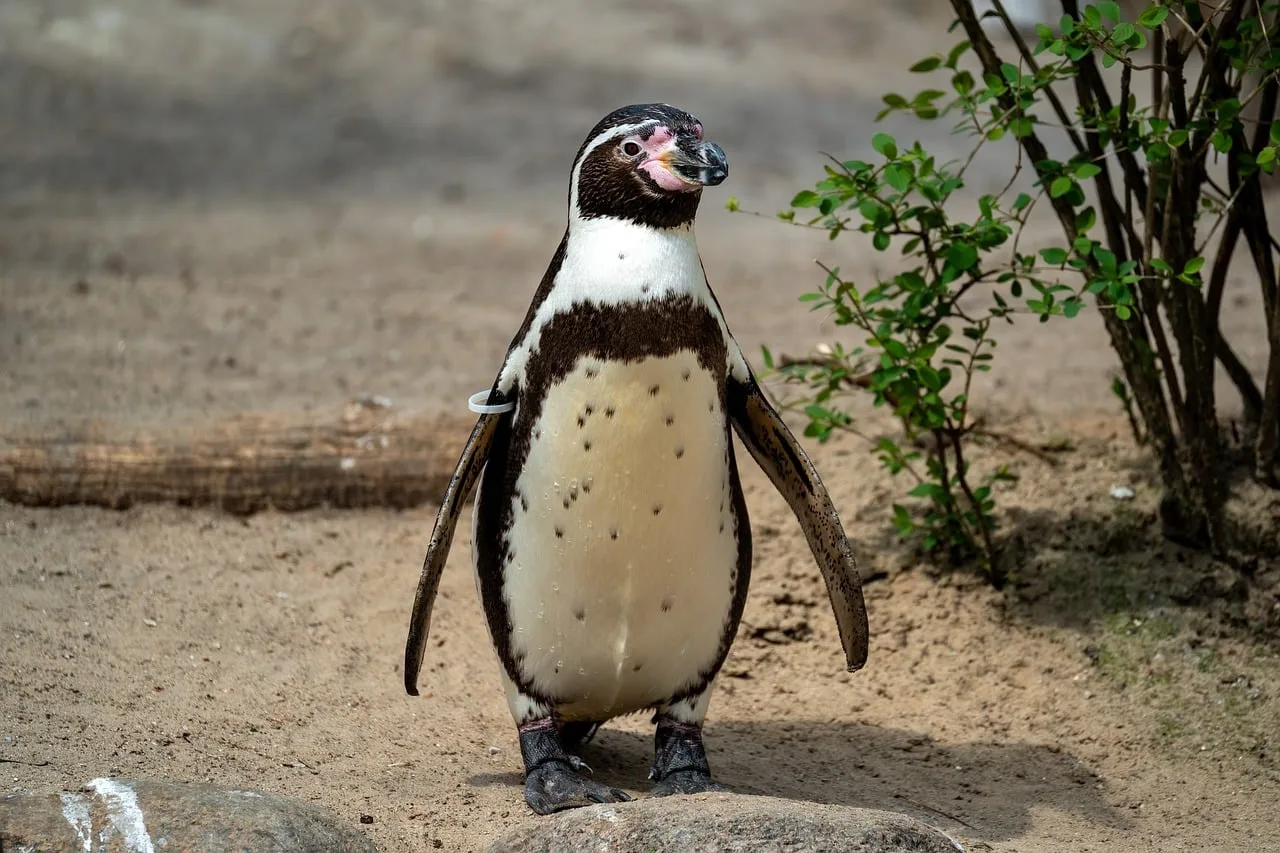 Penguen kolonisinde kış manzarası - beyaz göğüs ve siyah tüyler