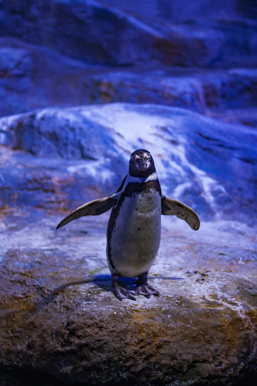 Penguen mavi sularda yürürken sevimli doğa fotoğrafı