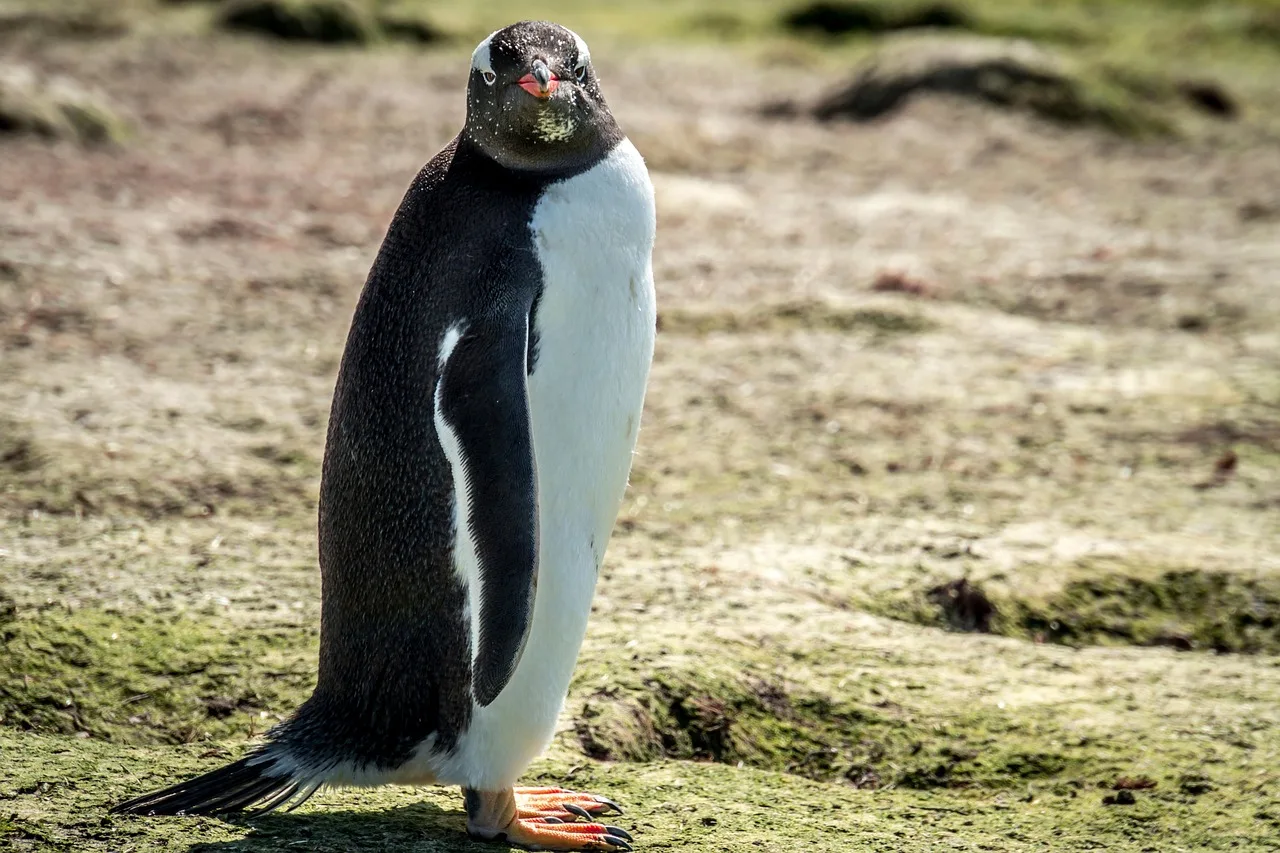 Penguen plajda yürürken - doğal yaşam