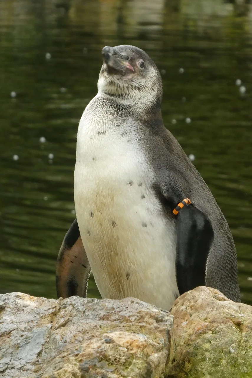 Penguen portresi deniz kuşu doğa fotoğrafı